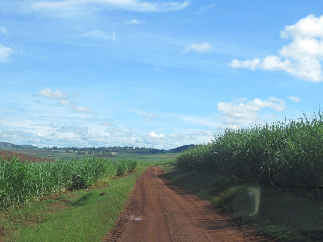 De weg van de mabira forest naar Jinja