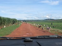 De weg van de mabira forest naar Jinja