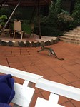 Bij het zwembad (Nile resort)