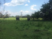 Rhino