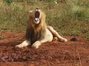 One tired lion!