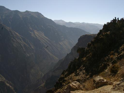 Spot de condors! @ Colca Canyon!