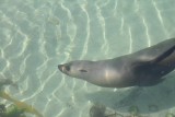 Zeehond onder water