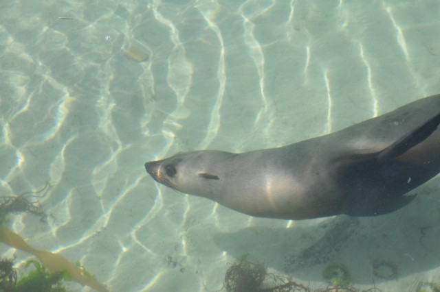 Zeehond onder water