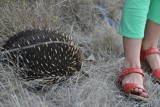 Echidna ruikt Linde