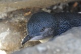 Pinguins op St. Kilda pier