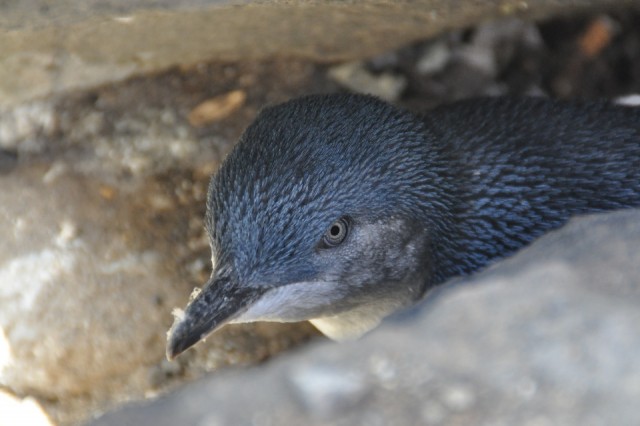 Pinguins op St. Kilda pier