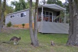 Kangoeroes voor onze cabin