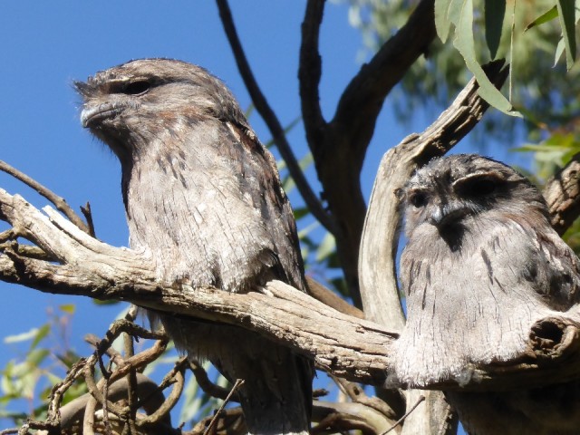 Tawny Frogmouths