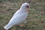 Little Corella (ook een kaketoe)