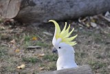 Sulphur Crested Kaketoe showed zijn kuif