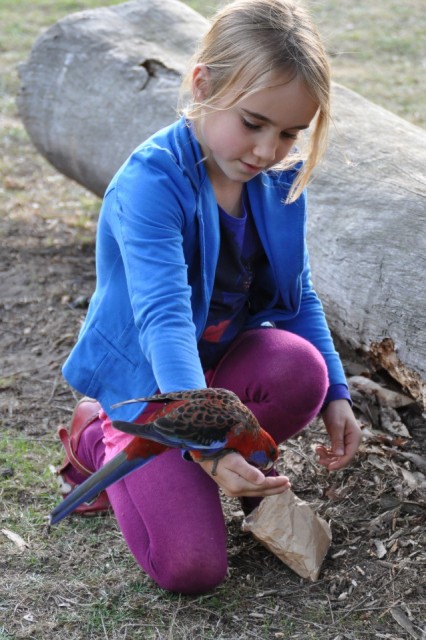 Crimson Rosella wordt verwend