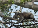 Koala in beweging!