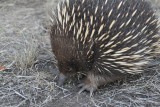 Echidna
