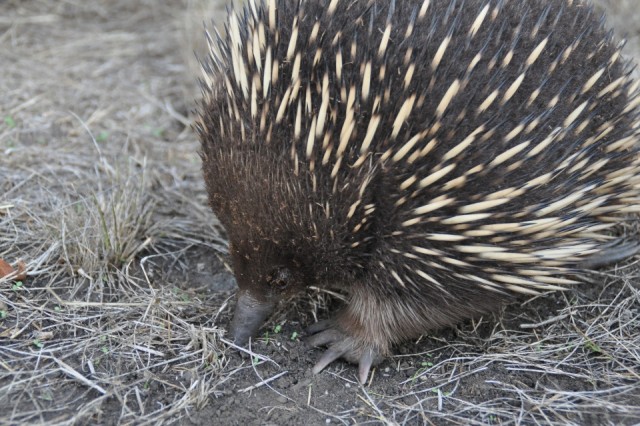 Echidna