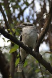 Laughing Kookburra