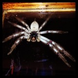Huntsman op ons raam