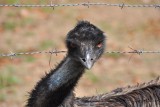 Eigenwijze emu