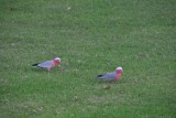 Galah Kaketoe