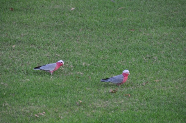 Galah Kaketoe
