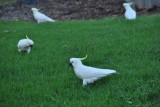 Sulphur Crested Kaketoes