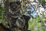 Koala's