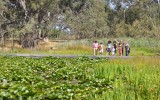 Wetlands walk Tahbilk