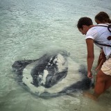 Stingray aaien