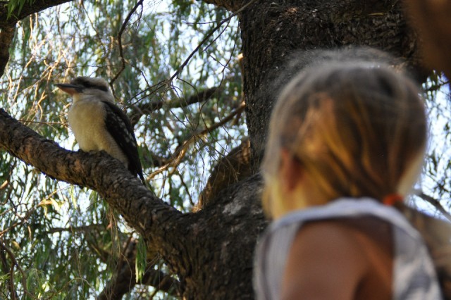 Kookaburra komt afscheid nemen...