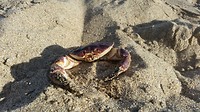 Actiefoto dooie krab :-)