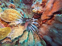 Lionfish