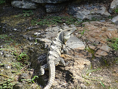 Wildlife