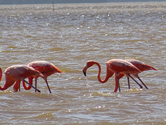 Flamingo's in Celestún