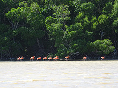 Flamingo's in Celestún