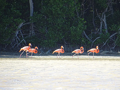 Flamingo's in Celestún