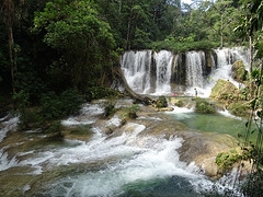 Jungletocht