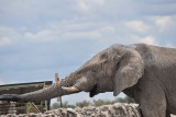 DSC_0021 (2)