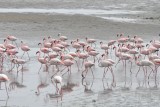 DSC_0383 (2)