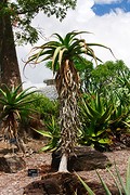 Brisbane Botanic Garden