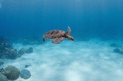 Finally a turtle!