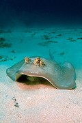 Blue spotted Stingray