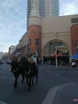 Politiepaarden voor de Paddy's Market