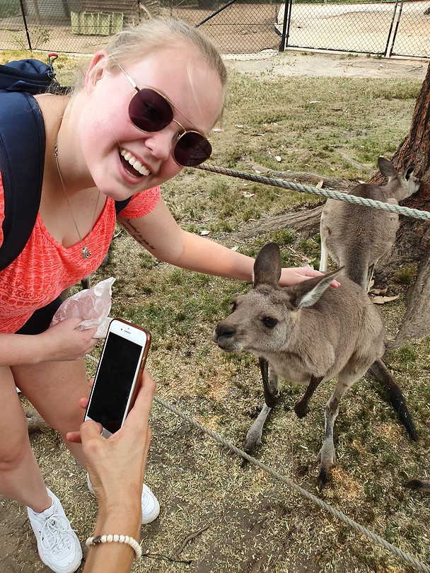 Petting kangaroo