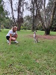 Kangaroo