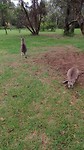 Kangaroo