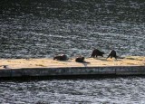 Otters op stijger