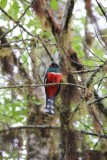 Masked Trogon