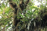 Orchidee