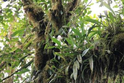 Orchidee