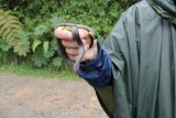 Spotted genuine snake